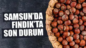 15 Şubat 2026 Pazar Fındık Fiyatları Ne Durumda? Samsun'da Fındık Fiyatları Yükseliyor Mu?