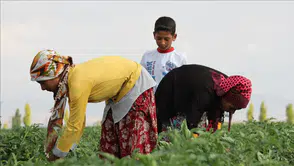 Tarım İşçileri Ücretleri 2025 Yılında Rekor Seviyeye Ulaşıyor