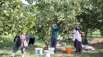 Düzce'de Üretim Patladı! Avrupa Ülkeleri Sıraya Girdi, 15 Bin Ton Satın Aldılar