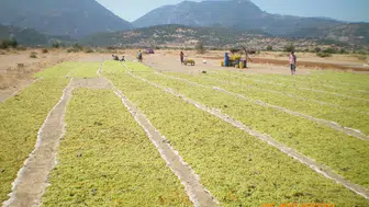 Organik Tarım Üretimi 1,3 Milyon Tonu Aştı