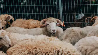 2026 Kurban Bayramı Tatili Kaç Gün?