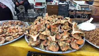 Balıkesir'de Melki Mantarı Bereketi: Fiyatlar Düşüyor