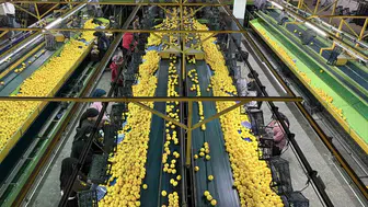 Yeni Yıl Öncesi Narenciyede Yoğun Hasat Süreci