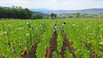 Samsun Tütünü Fiyatları Ne Kadar? 2026 Güncel