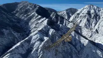 Sakallı Akbaba, Dron Kamerasıyla Görüntülendi