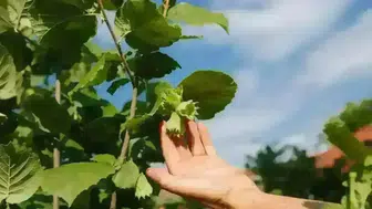 15 Şubat 2026 Tarihinde Fındık Fiyatları Ne Kadar Oldu?