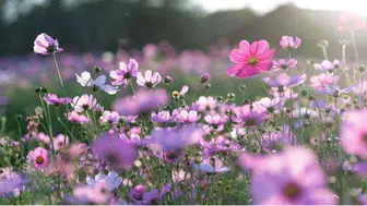 Cemre Düşme Takvimi 2026: İlk Cemre Ne Zaman ve Nereye Düşecek?