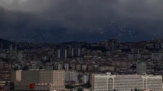 Ankara'ya Gelen Martılar, Denize Hasret Kaldı mı?