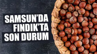 15 Şubat 2026 Pazar Fındık Fiyatları Ne Durumda? Samsun'da Fındık Fiyatları Yükseliyor Mu?