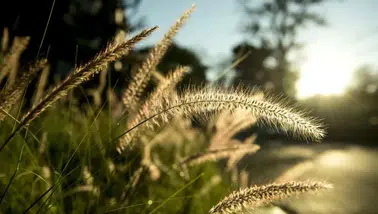 2026 Cemre Düşme Tarihleri: Bahar Geliyor! 2. Cemre Ne Zaman Düşecek?