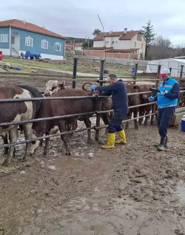 Kütahya’da İthal Besilik Sığırların Aşılama ve Sağlık Kontrolleri Gerçekleştirildi