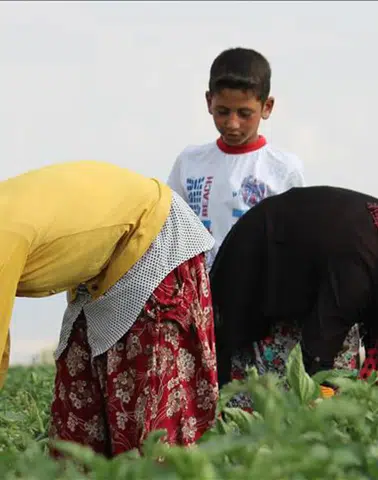 Tarım İşçileri Ücretleri 2025 Yılında Rekor Seviyeye Ulaşıyor