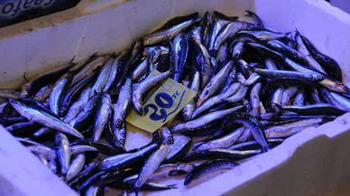 Hamsi'nin fiyatını gören tezgahtan kaçıyor!