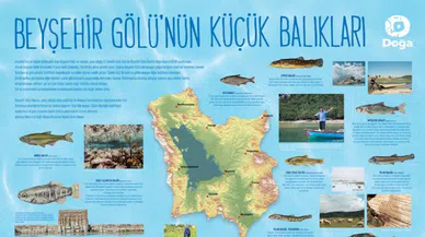 On beş balık türü dünyada yalnızca Konya Havzasında yaşıyor