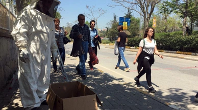 Arılar İstanbul'da terör estirdi