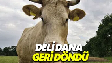 Polonya'dan ithal edilen kırmızı ette deli dana hastalığı çıktı (Deli dana hastalığı nedir?)