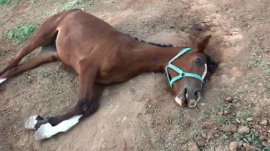 Milyonlarca TL'lik yarış atlarının şüpheli ölümü