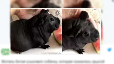 Ucuz diye aldığı köpek yavrusu sıçan çıktı