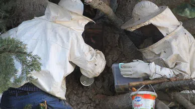 Yılda 500 kilo üretiliyor kilosu ise 250 TL