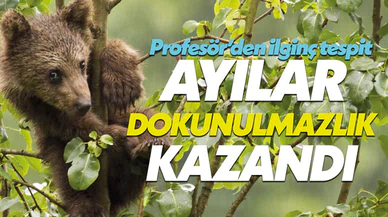 Profesörden ilginç tespit: Ayılar dokunulmazlık kazandı