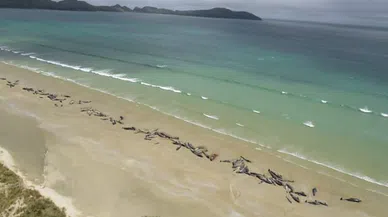 Yeni Zelanda'da pilot balinaların toplu intiharı araştırılıyor