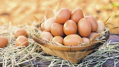 'Kanser ilacı yumurtlayan' tavuklar yetiştirildi