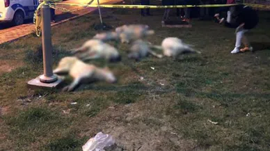 Ankara'da sokak köpeklerinin zehirlenmesiyle ilgili 3 kişi gözaltına alındı