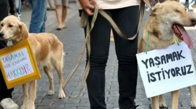 CHP 'Hayvan Hakları' teklifini yineledi