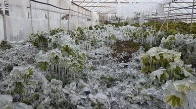 Antalya için zirai don uyarısı