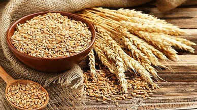 Buğday Krizine Hazırmı mıyız?