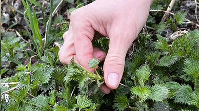 Isırgan Otu Çayının Faydaları!