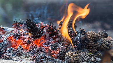 Odun Külü Hangi Alanlarda Kullanılır?