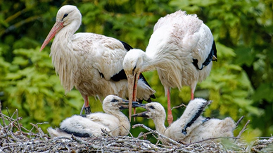 Leyleklerin Göç Ritüeli ve Karşılaştığı Zorluklar nelerdir ?