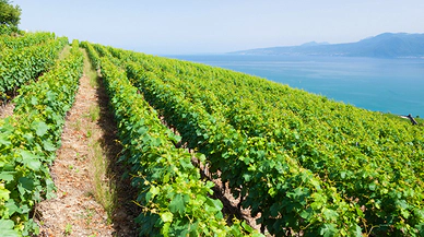 Dünyanın En Eşsiz Üzüm Bağları, Keşfedilmeyi Bekleyen Cennet Köşeler