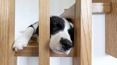 Evcil Dostlar İçin Evde, Konforlu Alanlar Oluşturmanın Yolları