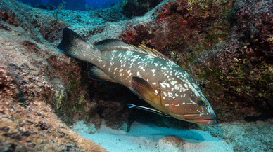 Nesli tehlikede olan orfoz Kaş açıklarında görüntülendi