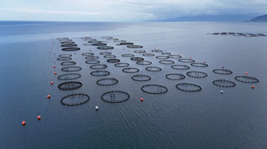 Ordu’da Türk somonu üretimi ekonomiye 1 milyar lira katacak