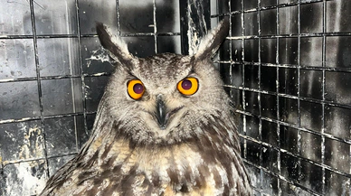 Erzurum’da yaralı puhu tedavi altına alındı