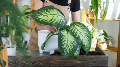 Evdeki süs bitkisi hastanelik etti! Difenbahya tehlikesi