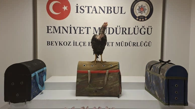 Beykoz’da horoz dövüşüne 194 bin lira ceza