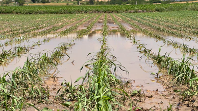 Osmaniye Sumbas’ta sağanak ve dolu tarımı vurdu