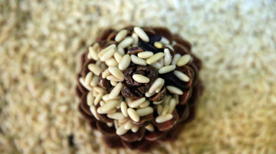 Aydın çam fıstığına AB’den coğrafi işaret