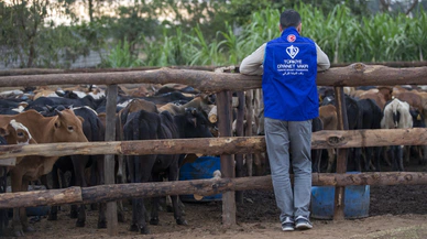 Kurbanlık etler Konya'da ihtiyaç sahiplerine ulaştırılmaya başladı