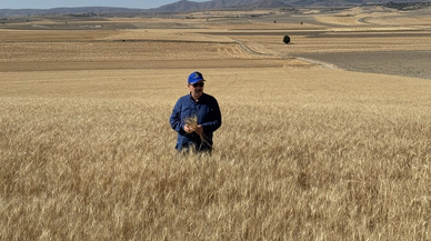 Destici: Buğday fiyatı taban seviyenin altına düşmemeli