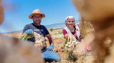 Taşköprü sarımsağı pazarda yerini aldı