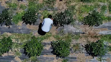 Trabzon'da Dededen Kalma Araziyi 5 Kat Artırdı: Kilosu 500 TL'den Satılıyor