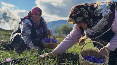 Safran Hasadı: Ekenler Zengin Oluyor
