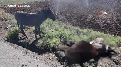 Telef Olan Annesinin Yanında Bekleyen Sıpa Yeni Yuvasında