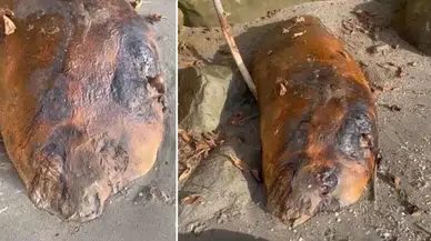 Tekirdağ'da Kıyıya Vuran Gizemli Deniz Canlısı