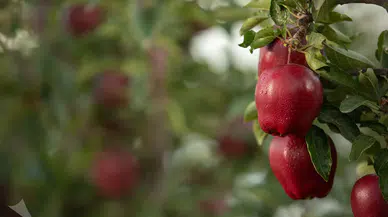 Dereköy Elması: Çiftçiyi İhya Eden Fiyat Artışı